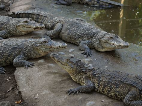 Morelet's Crocodile (Crocodylus moreletii), also known as the Mexican crocodile, is a modest ...