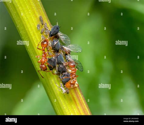 Macro shot sowing some ants protecting and collecting honey dew from aphids on a plant stalk ...