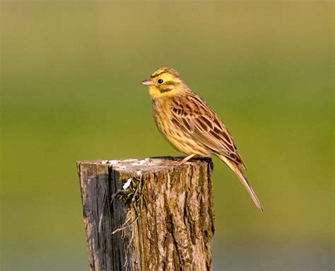 Y is for Yellowhammer - Conservation Articles & Blogs - CJ