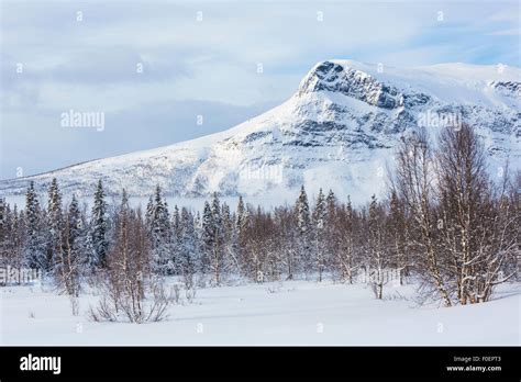 Winter landscape from Sarek national park with mountain and trees ...