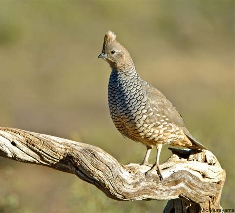 Scaled Quail | BirdPhotos.com