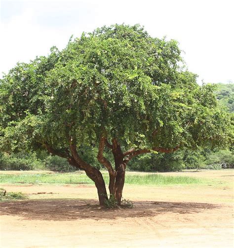 Wood Apple Tree Seed Limonia Acidissima Elephant Apple | Etsy