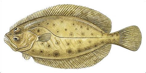 Flatfish - Alchetron, The Free Social Encyclopedia