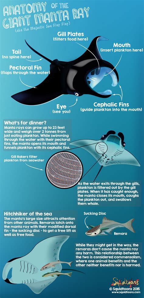 Anatomy of the Manta Ray - Squidtoons | Oceanography marine biology, Marine biology, Animal ...