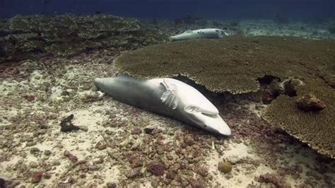 Shark Finning - YouTube