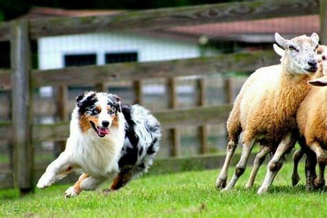 Australian Shepherd herding sheep | Australian shepherd, Aussie dogs, Working dogs