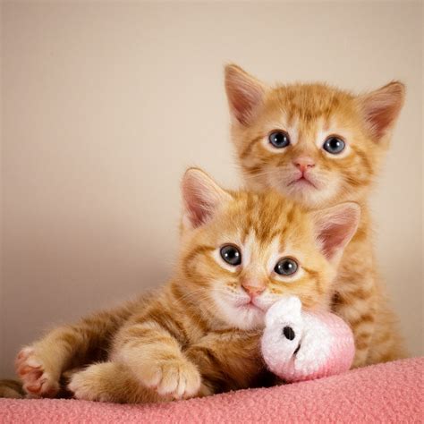 Battersea Dogs Home Cats And Kittens images