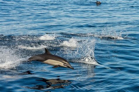 Premium Photo | Common dolphin jumping outside the ocean