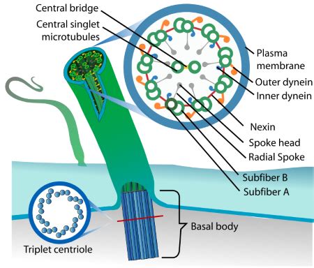 Microvilli vs. Cilia | Definition & Differences - Lesson | Study.com