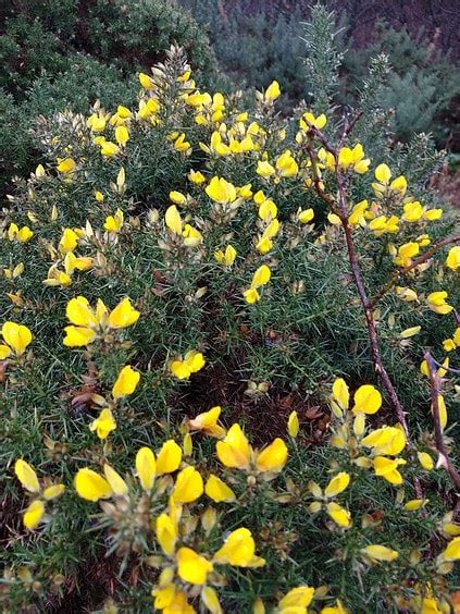 Gorse flowers - Foraging and Plant identification