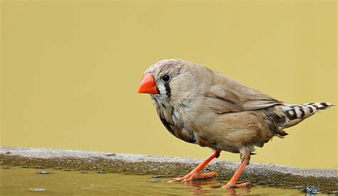 Zebra Finch Bird Red Beak - Free photo on Pixabay - Pixabay