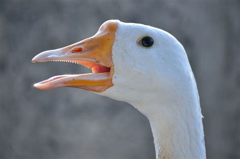 Do birds have teeth? | Bird Fact