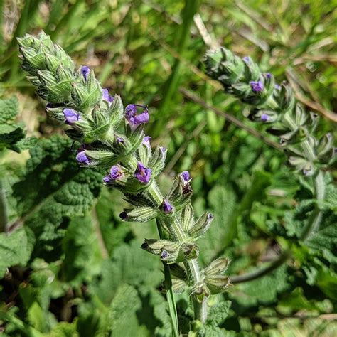 Wild Sage (Salvia verbenaca) – Weeds of Melbourne