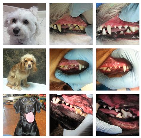 Sedation and Anesthesia-Free Professional Dog Dental Cleanings – Dogtown