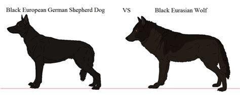 Wolf vs German Shepherd | Eurasian wolf, German shepherd, Shepherd dog