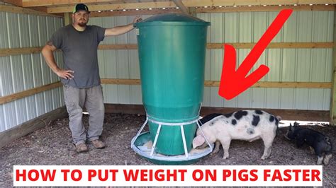 This Ultimate Automatic PIG FEEDER Will Get Your Pigs To Butcher Weight So Much Faster! - YouTube