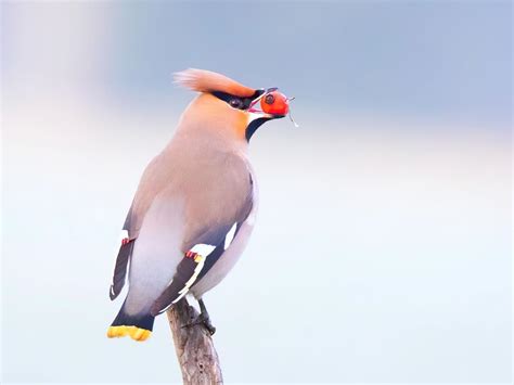 Bohemian Waxwing or Cedar Waxwing: What Are The… | Birdfact