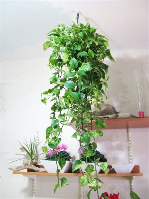 Hanging House Plants | My Decorative