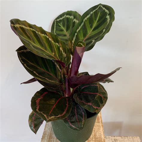 6" Calathea Roseopicta - Flowers Talk Tivoli