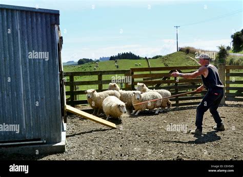 Sheep Farm New Zealand High Resolution Stock Photography and Images - Alamy