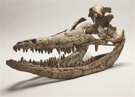 Ichthyosaur skeleton at on display at Birmingham museum - BBC News