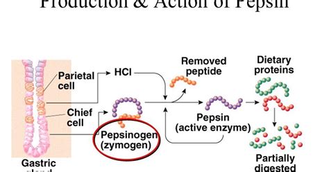 What is Pepsin?