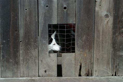 Dog, Fence, Window | Joe Lewis | Flickr