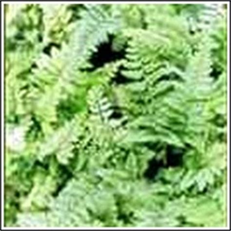 Southern Shield Fern For Sale at Ty Ty Nursery