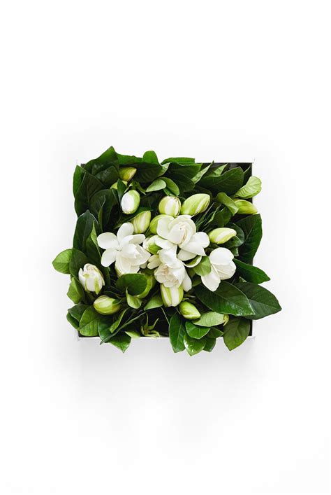 High Camp Gardenias - The “Vine and Bloom” box includes a nest of loose blooms surrounded by ...