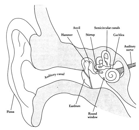 Parts Of The Ear Diagram To Label Ear Structures Audition Me