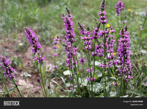 Blooming Betonica Image & Photo (Free Trial) | Bigstock