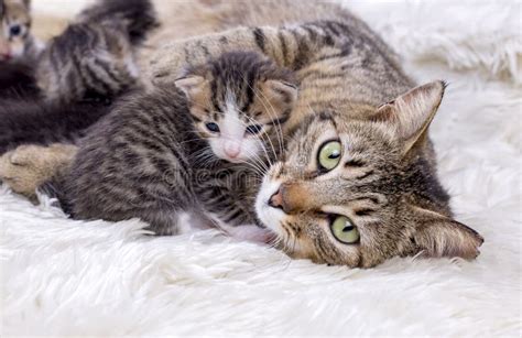 Mother Cat And Cute Baby Kitten Cat Stock Image - Image of kittens, domestic: 120093707