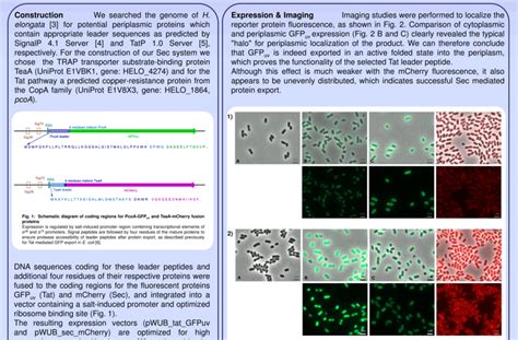 Cytoplasmic and periplasmic expression of GFP uv and mCherry in H.... | Download Scientific Diagram