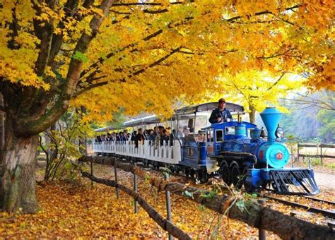 Nami Island and Gapyeong Rail Park full-day tour | OutdoorTrip