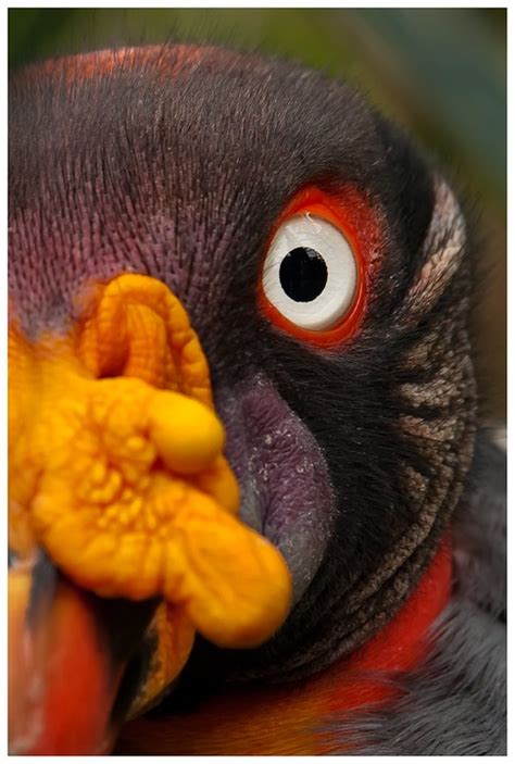 Free photo: Vulture, King Vulture, Bird Of Prey - Free Image on Pixabay ...