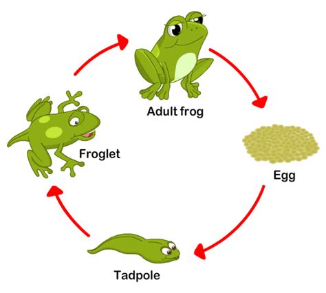 Frog-Life-Cycle-4-Stages - The Early Childhood Academy