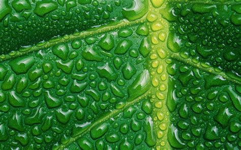 Wallpaper : 1920x1200 px, closeup, green, leaves, macro, nature, plants, veins, water drops ...