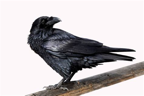 Raven Bird Stock Photos, Pictures & Royalty-Free Images - iStock