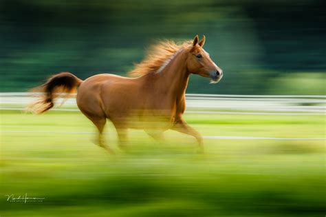 10 Tips for Successful Panning Photography | Fstoppers