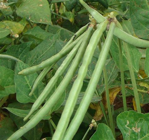 Quiet Corner:How to Grow Cowpeas, Black Eyed Peas - Quiet Corner