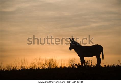 Donkey Silhouette Against Sunset Clouds Stock Photo (Edit Now) 1856344330