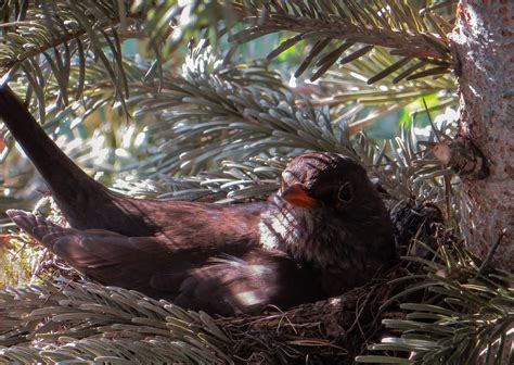 Bird Blackbird Nest - Free photo on Pixabay