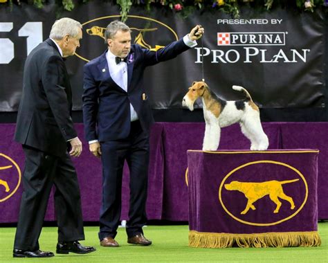 2024 Westminster Dog Show Best In Show Winners List - Wally Jordanna