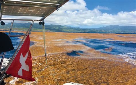 Why sargassum weed is posing increasing problems for Transatlantic sailors