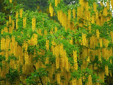 How to Grow and Care for Laburnum | World of Flowering Plants