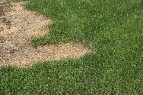 How to Repair Lawn Fertilizer Burn - Organize With Sandy