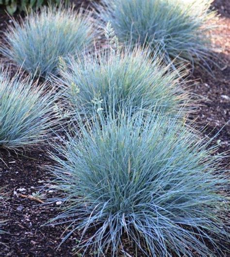 50 Blue Fescue Grass Seeds-festuca GLAUCA Semi Evergreen | Etsy