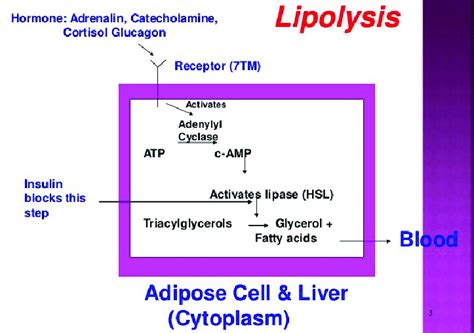 Lipolysis (www.google.com) 121 | Download Scientific Diagram