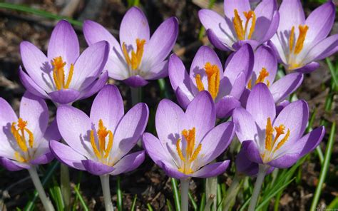 Crocuses wallpaper | 1920x1200 | #66380