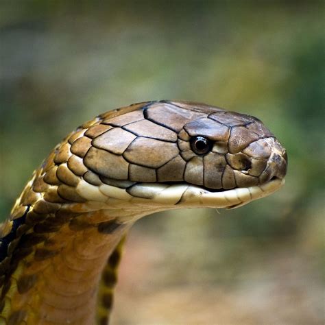 Reptiles And Amphibians, Mammals, National Geographic, Totem, Australian Reptile Park, King ...